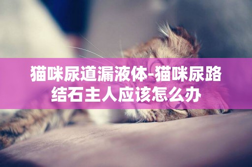 貓咪尿道漏液體-貓咪尿路結石主人應該怎么辦