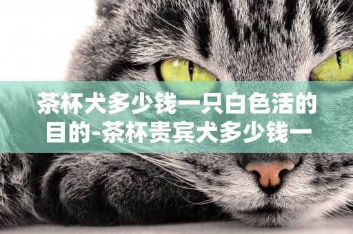 茶杯犬多少錢一只白色活的目的-茶杯貴賓犬多少錢一只
