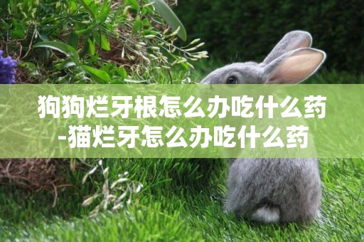狗狗爛牙根怎么辦吃什么藥-貓爛牙怎么辦吃什么藥