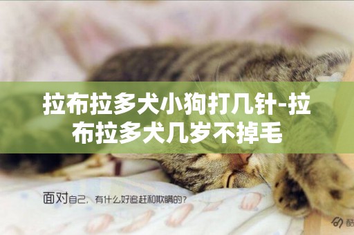 拉布拉多犬小狗打幾針-拉布拉多犬幾歲不掉毛