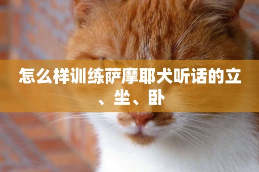 怎么樣訓練薩摩耶犬聽話的立、坐、臥