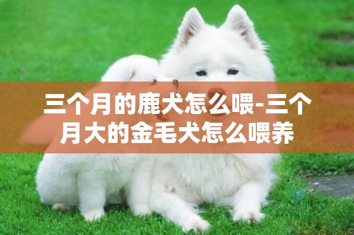 三個月的鹿犬怎么喂-三個月大的金毛犬怎么喂養