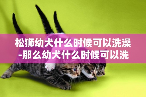松獅幼犬什么時候可以洗澡-那么幼犬什么時候可以洗澡