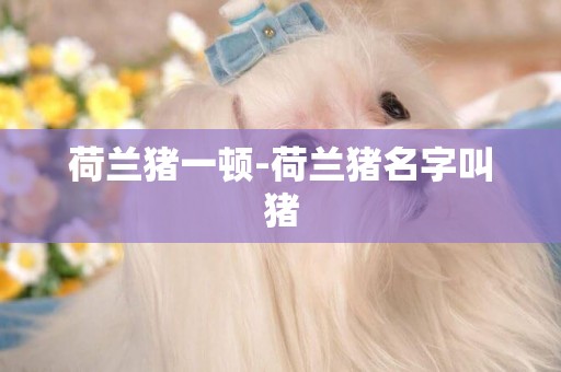 荷蘭豬一頓-荷蘭豬名字叫豬