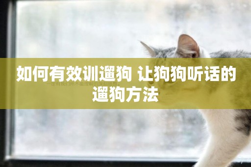如何有效訓遛狗 讓狗狗聽話的遛狗方法