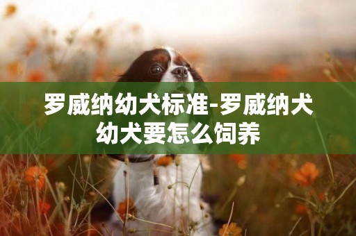 羅威納幼犬標準-羅威納犬幼犬要怎么飼養