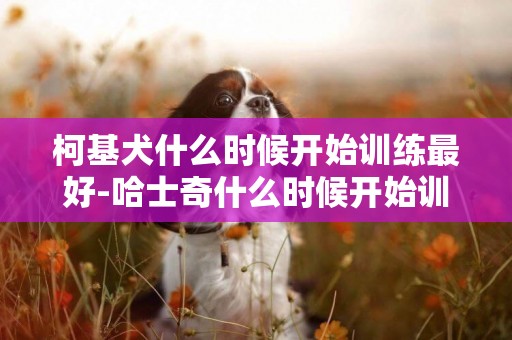 柯基犬什么時候開始訓練最好-哈士奇什么時候開始訓練最好