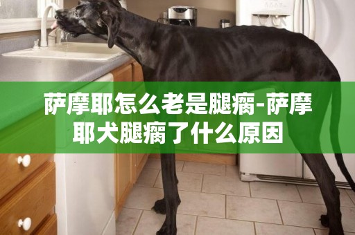 薩摩耶怎么老是腿瘸-薩摩耶犬腿瘸了什么原因