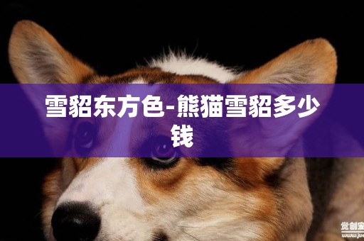 雪貂東方色-熊貓雪貂多少錢
