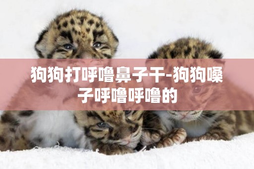 狗狗打呼嚕鼻子干-狗狗嗓子呼嚕呼嚕的