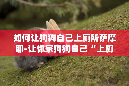 如何讓狗狗自己上廁所薩摩耶-讓你家狗狗自己“上廁所”