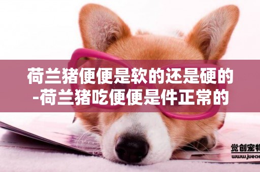 荷蘭豬便便是軟的還是硬的-荷蘭豬吃便便是件正常的事么