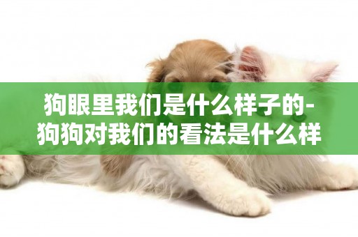狗眼里我們是什么樣子的-狗狗對我們的看法是什么樣的