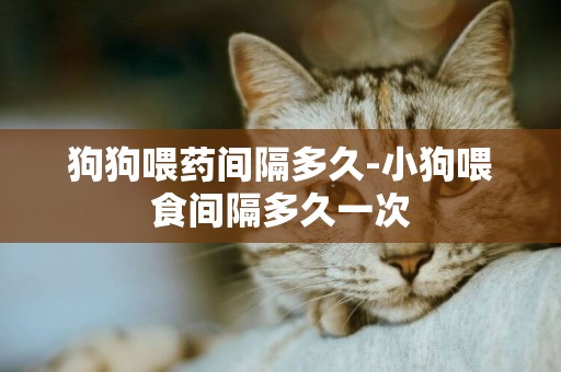 狗狗喂藥間隔多久-小狗喂食間隔多久一次