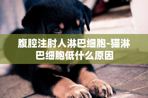 腹腔注肘人淋巴細胞-貓淋巴細胞低什么原因