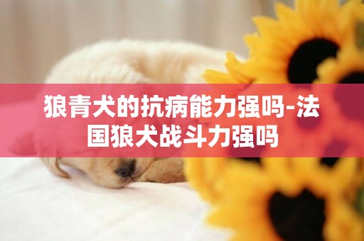 狼青犬的抗病能力強嗎-法國狼犬戰斗力強嗎