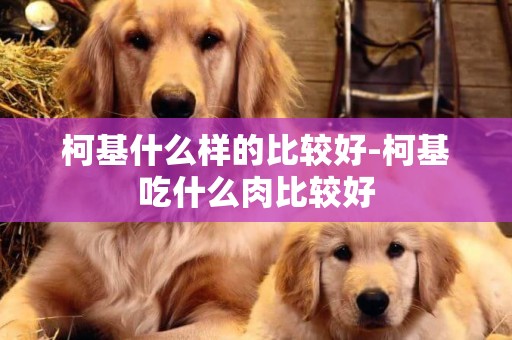 柯基什么樣的比較好-柯基吃什么肉比較好