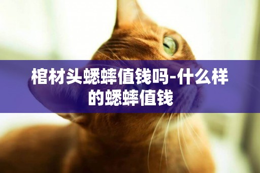棺材頭蟋蟀值錢嗎-什么樣的蟋蟀值錢