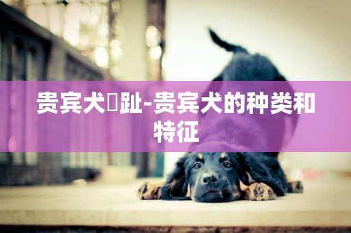 貴賓犬腳趾-貴賓犬的種類和特征
