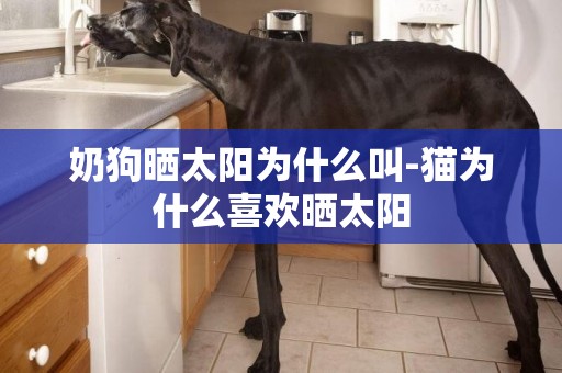 奶狗曬太陽為什么叫-貓為什么喜歡曬太陽