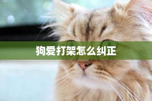 狗愛打架怎么糾正