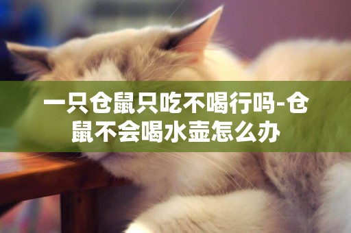 一只倉鼠只吃不喝行嗎-倉鼠不會喝水壺怎么辦