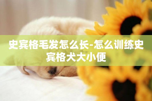 史賓格毛發怎么長-怎么訓練史賓格犬大小便