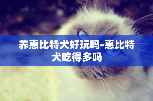 養惠比特犬好玩嗎-惠比特犬吃得多嗎