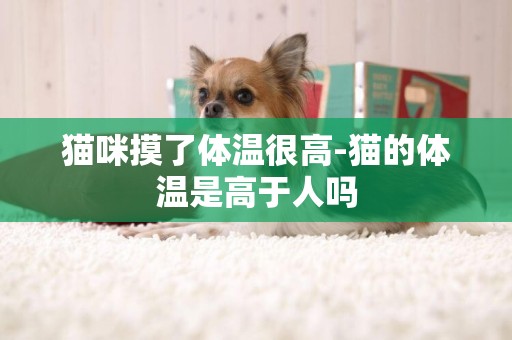 貓咪摸了體溫很高-貓的體溫是高于人嗎