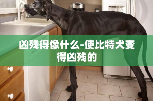 兇殘得像什么-使比特犬變得兇殘的