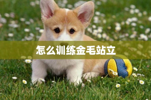 怎么訓練金毛站立