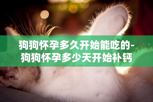 狗狗懷孕多久開始能吃的-狗狗懷孕多少天開始補鈣