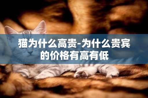 貓為什么高貴-為什么貴賓的價格有高有低