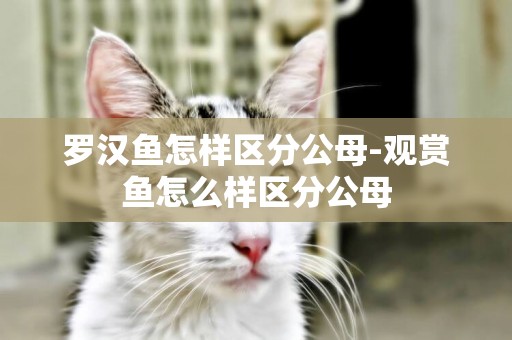 羅漢魚怎樣區分公母-觀賞魚怎么樣區分公母