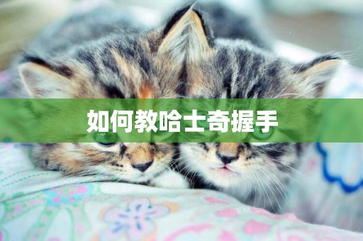 如何教哈士奇握手