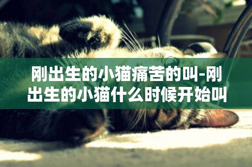 剛出生的小貓痛苦的叫-剛出生的小貓什么時候開始叫