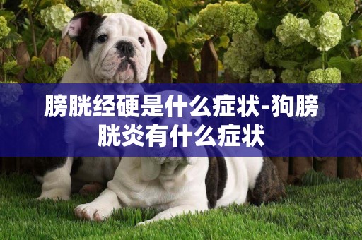 膀胱經硬是什么癥狀-狗膀胱炎有什么癥狀