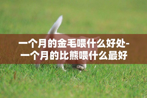 一個月的金毛喂什么好處-一個月的比熊喂什么最好