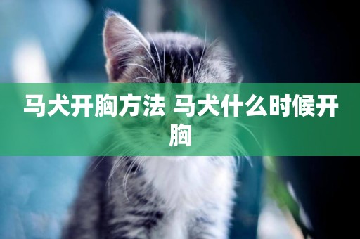 馬犬開胸方法 馬犬什么時候開胸