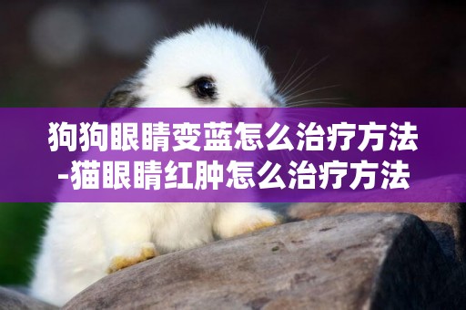 狗狗眼睛變藍怎么治療方法-貓眼睛紅腫怎么治療方法
