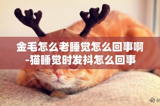 金毛怎么老睡覺怎么回事啊-貓睡覺時發抖怎么回事