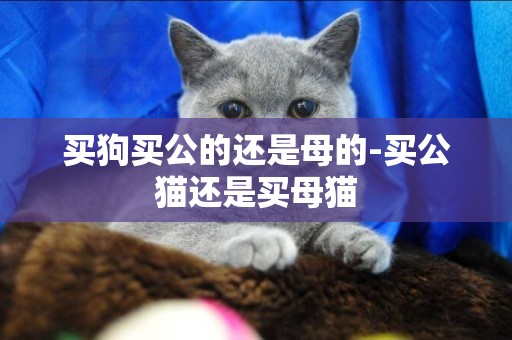 買狗買公的還是母的-買公貓還是買母貓