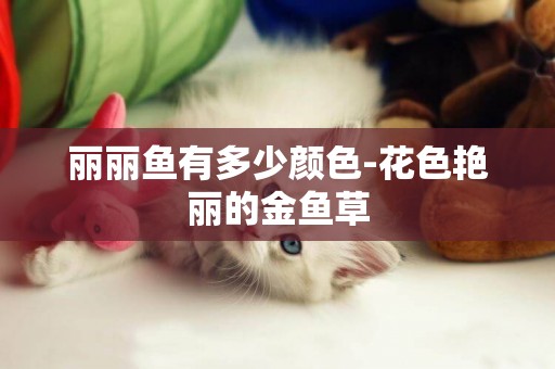 麗麗魚有多少顏色-花色艷麗的金魚草