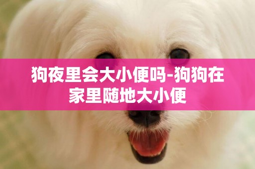 狗夜里會大小便嗎-狗狗在家里隨地大小便
