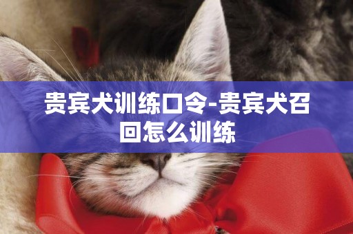 貴賓犬訓練口令-貴賓犬召回怎么訓練