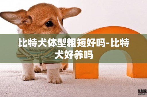 比特犬體型粗短好嗎-比特犬好養嗎
