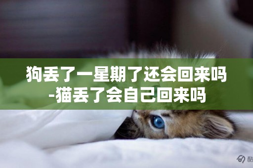 狗丟了一星期了還會回來嗎-貓丟了會自己回來嗎