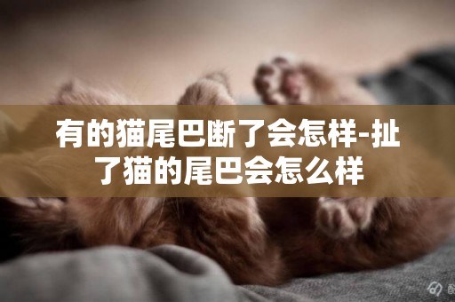 有的貓尾巴斷了會怎樣-扯了貓的尾巴會怎么樣