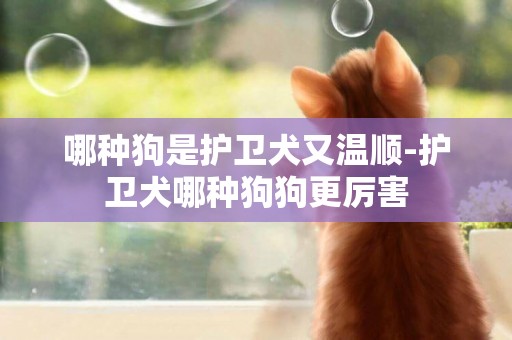哪種狗是護衛犬又溫順-護衛犬哪種狗狗更厲害