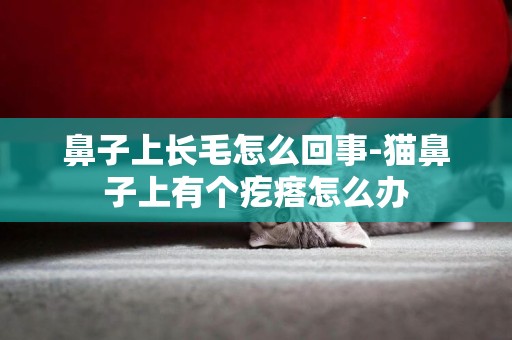 鼻子上長毛怎么回事-貓鼻子上有個疙瘩怎么辦